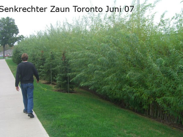 Senkrechter_Zaun_Toronto