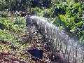 Rautenzaun_auf_der_Insel_Madeira